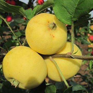 Яблоня домашняя Китайка Золотая